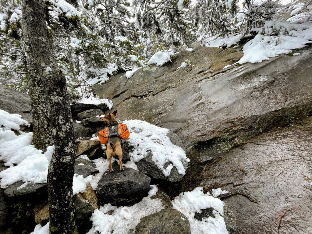 Dog on a Bare Rock Trail Going up Mt Cube